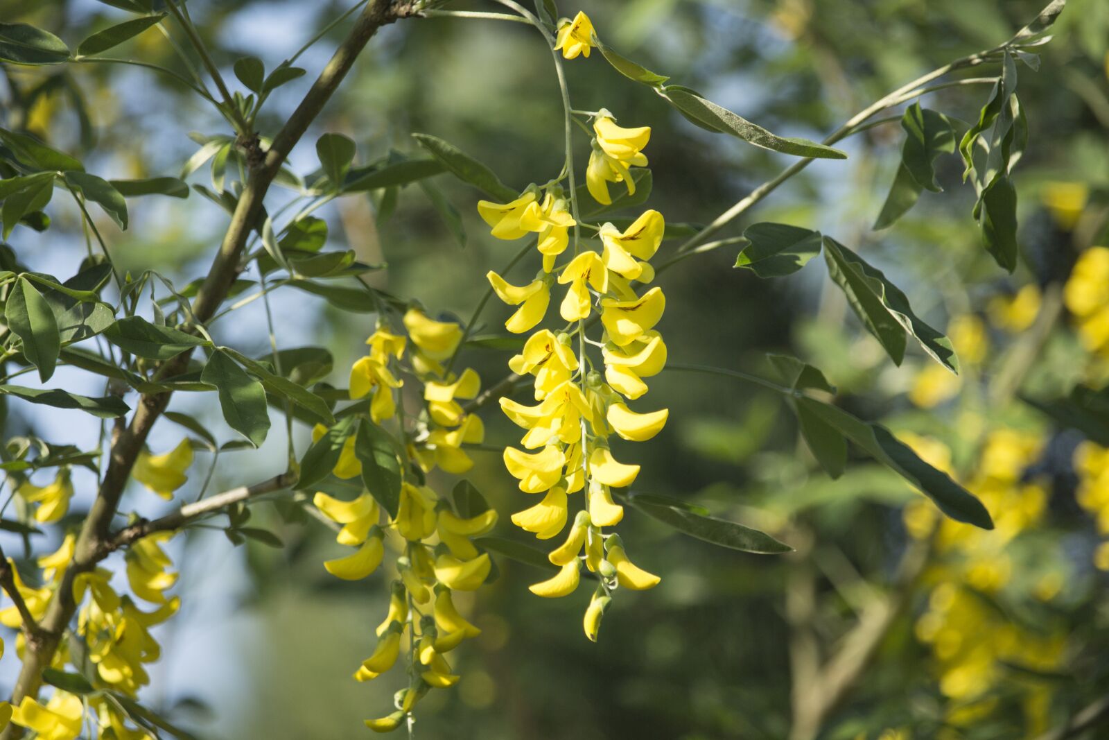 Canon EF-S 55-250mm F4-5.6 IS STM sample photo. Acacia, tree, flowers photography