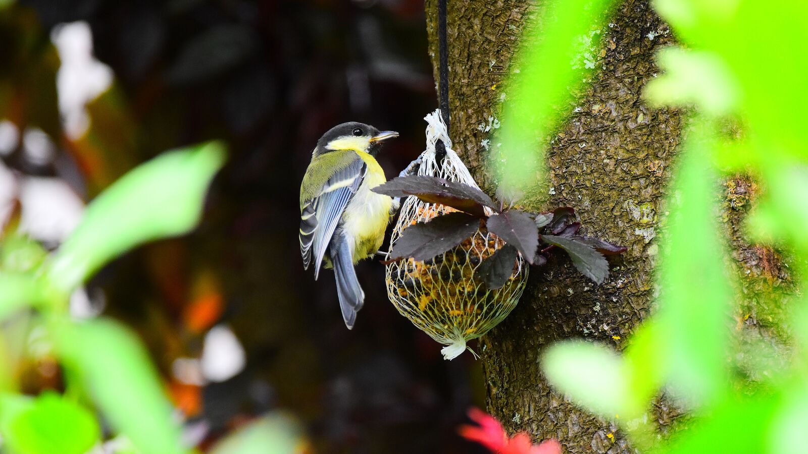 Nikon D3500 sample photo. Tit, songbird, bird photography