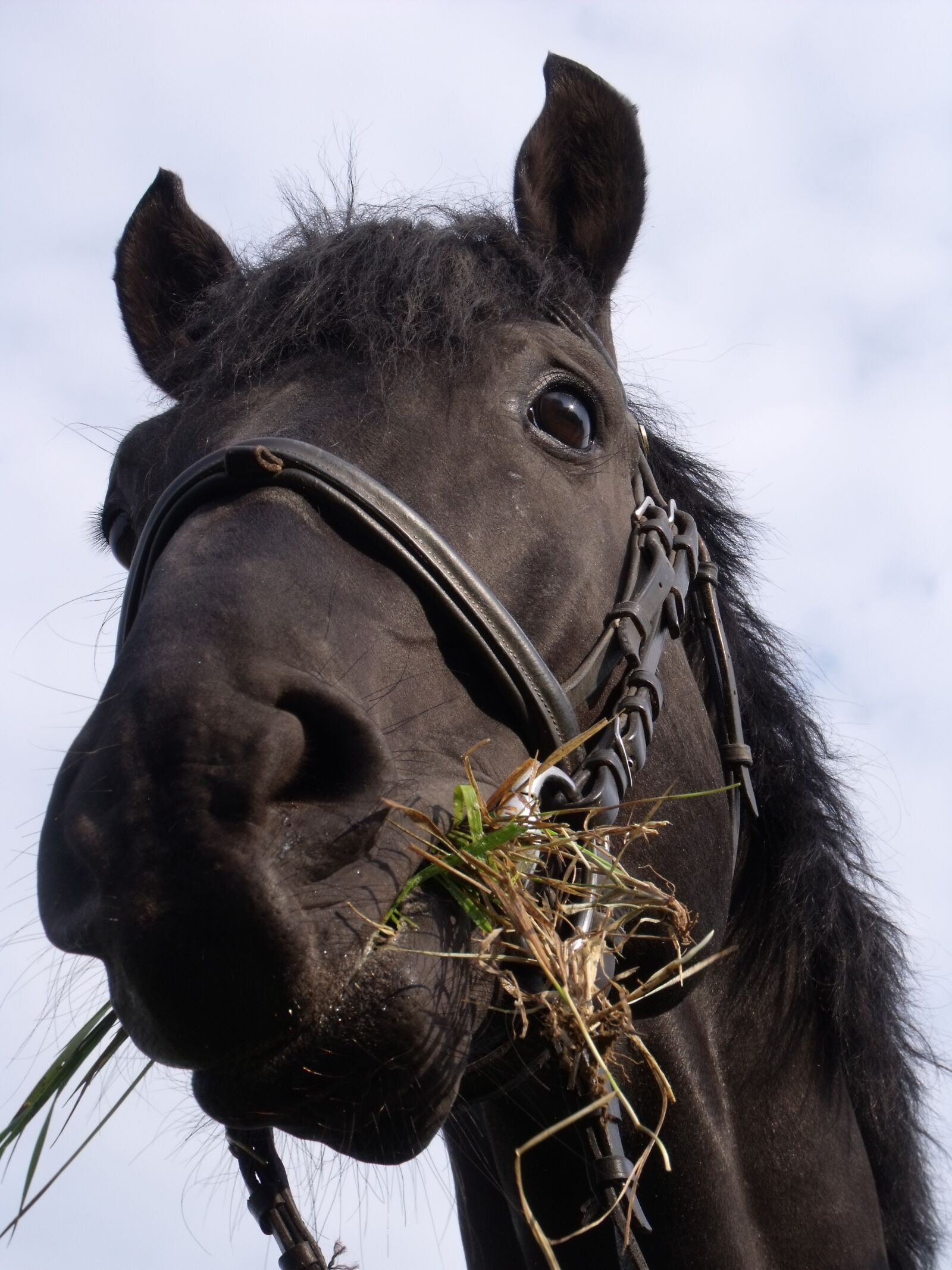 Fujifilm FinePix S1500 sample photo. Nóniusz, black, horse photography