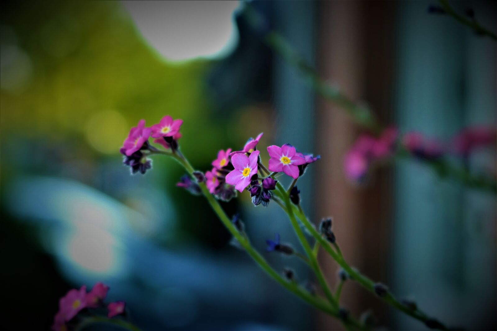 Canon EOS 750D (EOS Rebel T6i / EOS Kiss X8i) sample photo. Summer, garden, spring photography