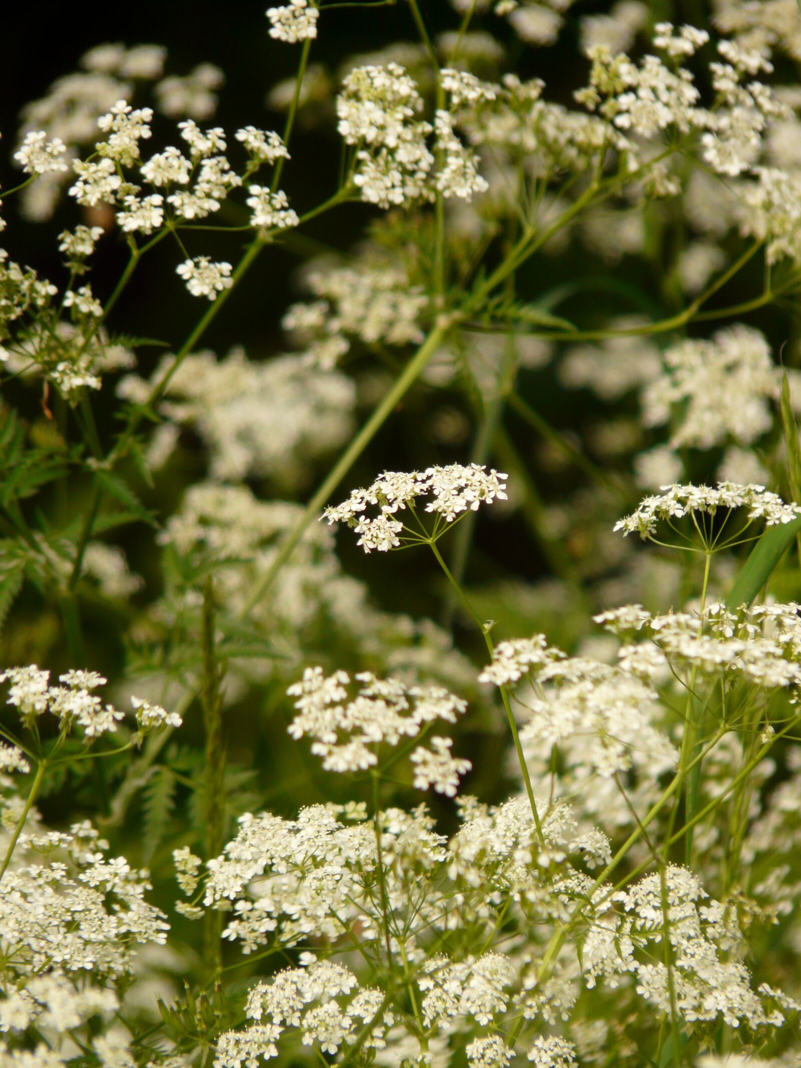 Panasonic DMC-FZ18 sample photo. Cow parsley, chervil, pointed photography