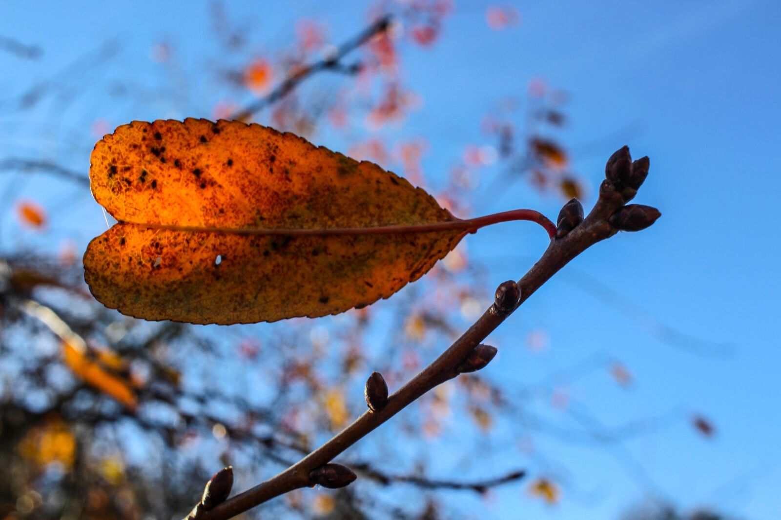 Canon EF-S 24mm F2.8 STM sample photo. Leaf, sun, sky photography