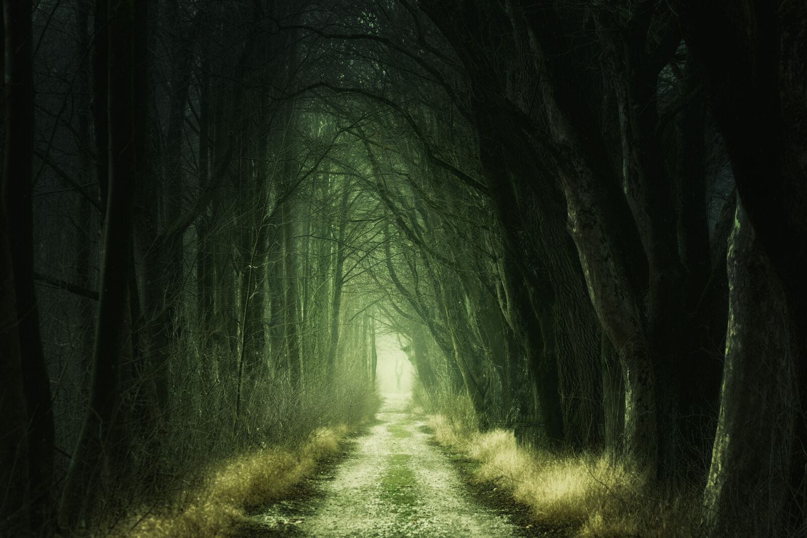 Sony a7 + Sony DT 50mm F1.8 SAM sample photo. Secret, forest, darkness photography