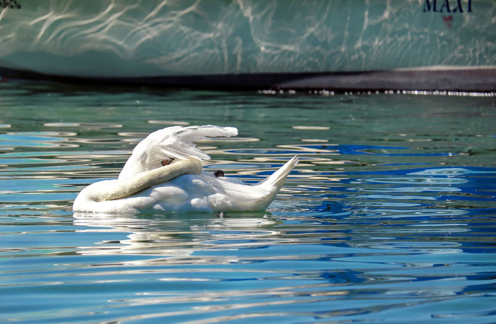 Fujifilm X-T10 + Fujifilm XC 50-230mm F4.5-6.7 OIS sample photo. Swan, mute swan, clean photography