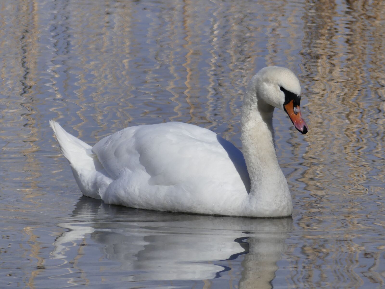 Panasonic Lumix DMC-FZ300 sample photo. Bird, waters, swan photography