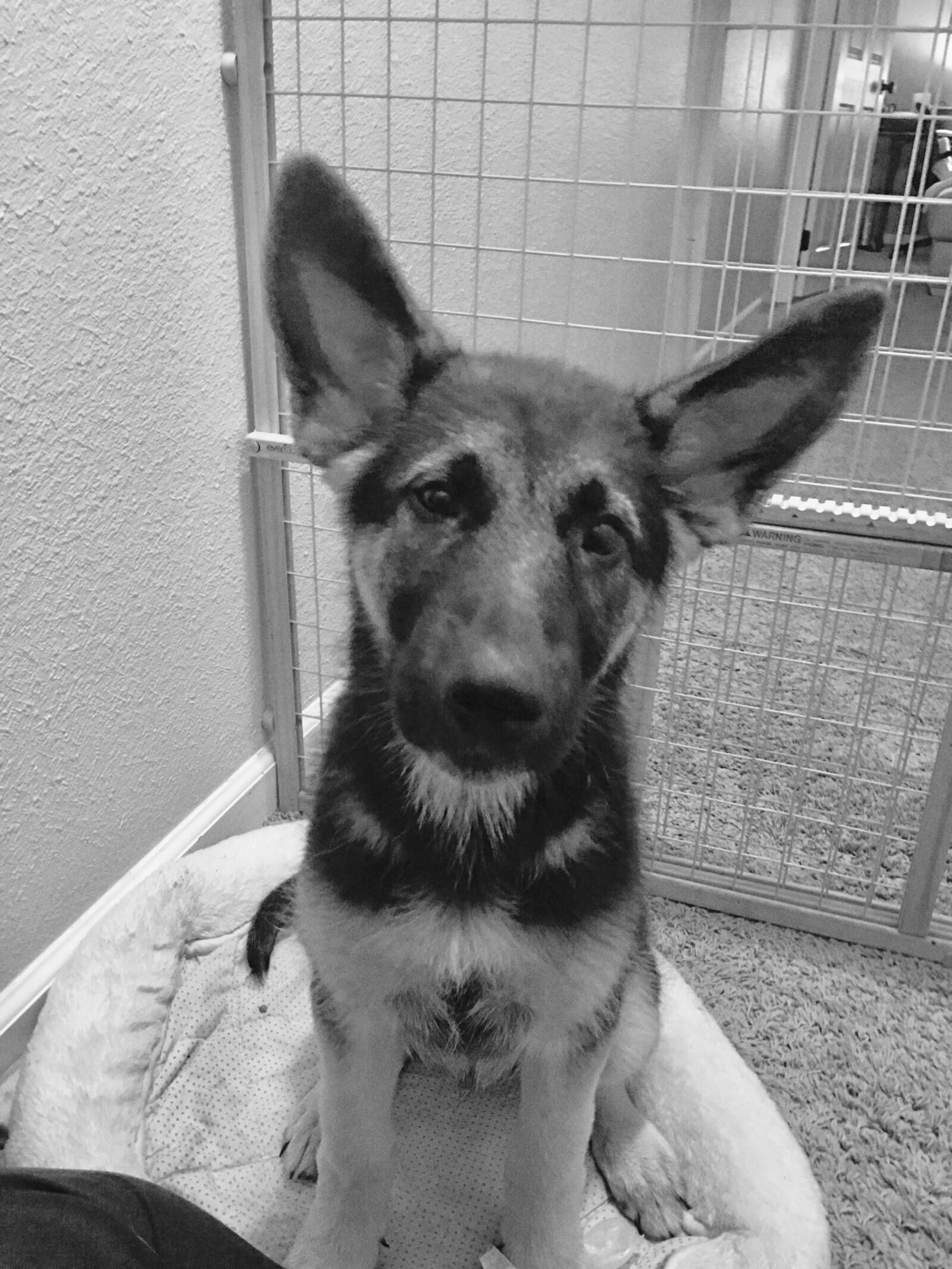 iPhone 6s Plus back camera 4.15mm f/2.2 sample photo. German shepard, dog, cute photography