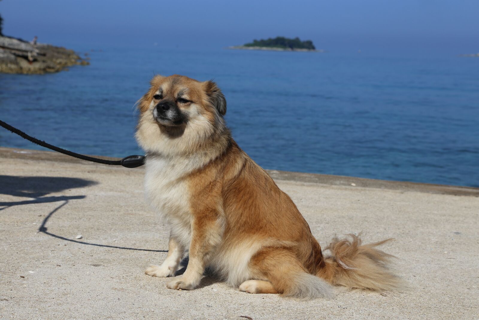 Canon EOS 6D + Canon EF 24-105mm F4L IS USM sample photo. Dog, beach, sea photography