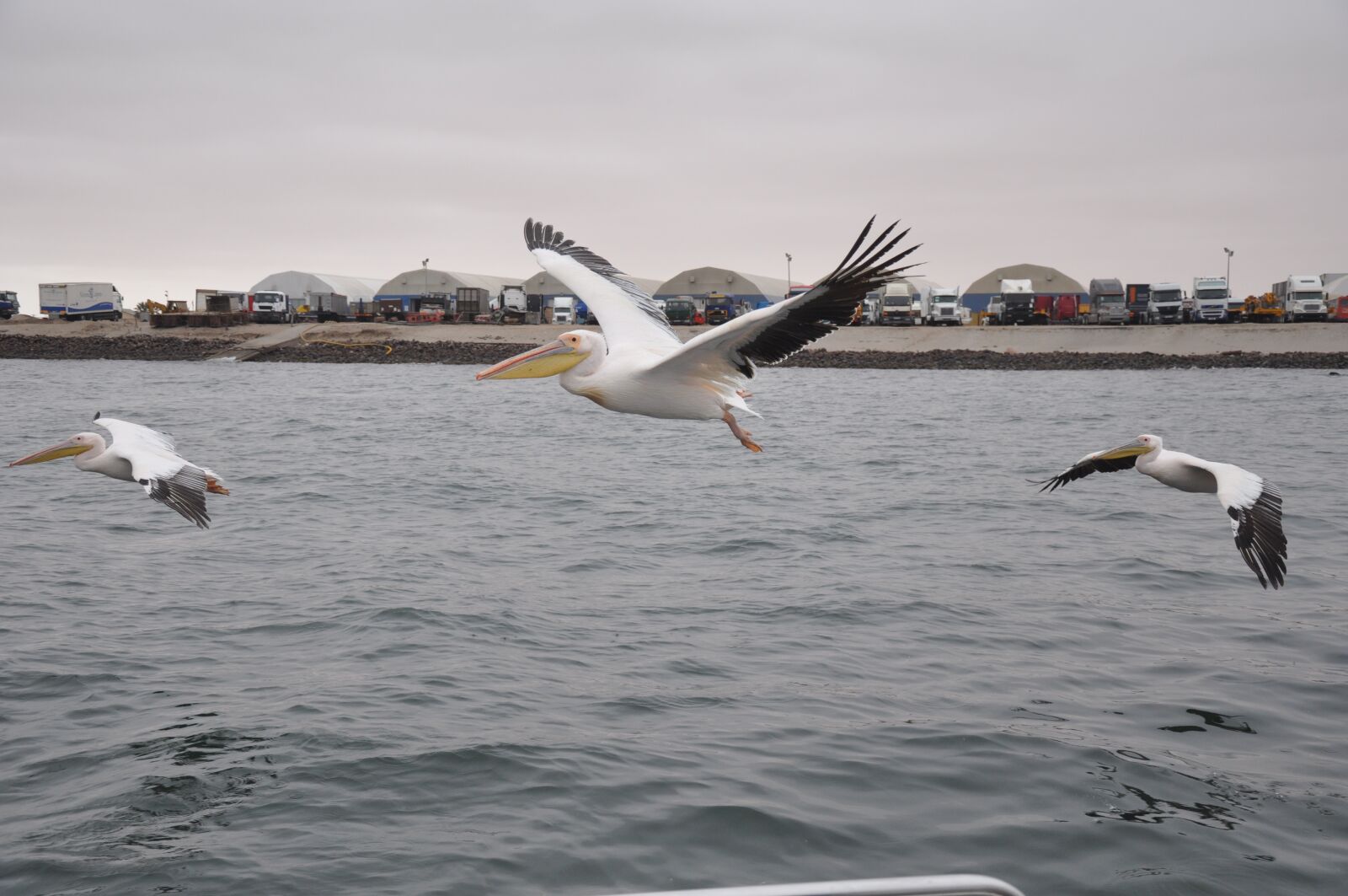 Nikon D90 sample photo. Africa, plants, pelicans photography