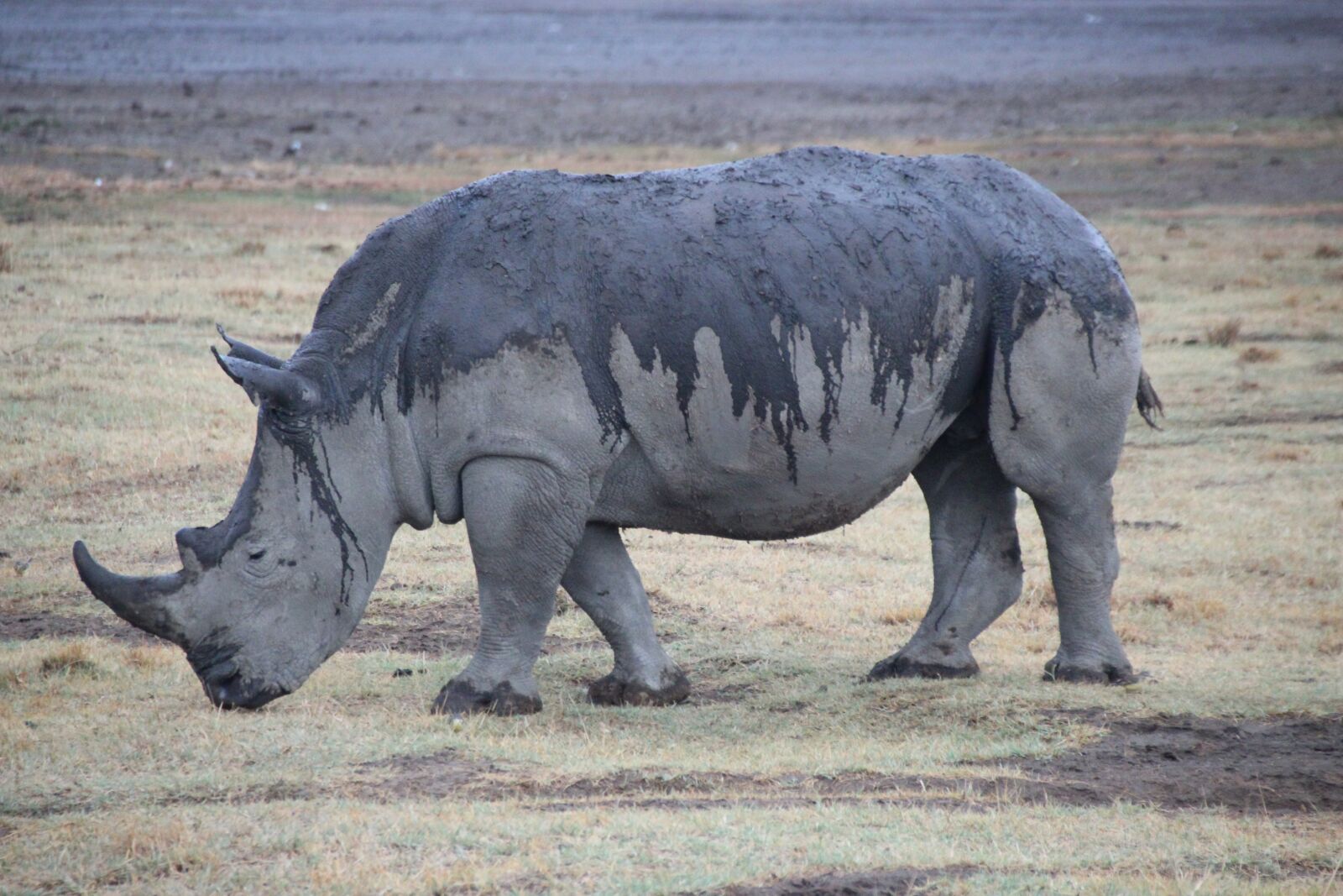 Canon EOS 600D (Rebel EOS T3i / EOS Kiss X5) sample photo. Rhino, kenya, animal photography