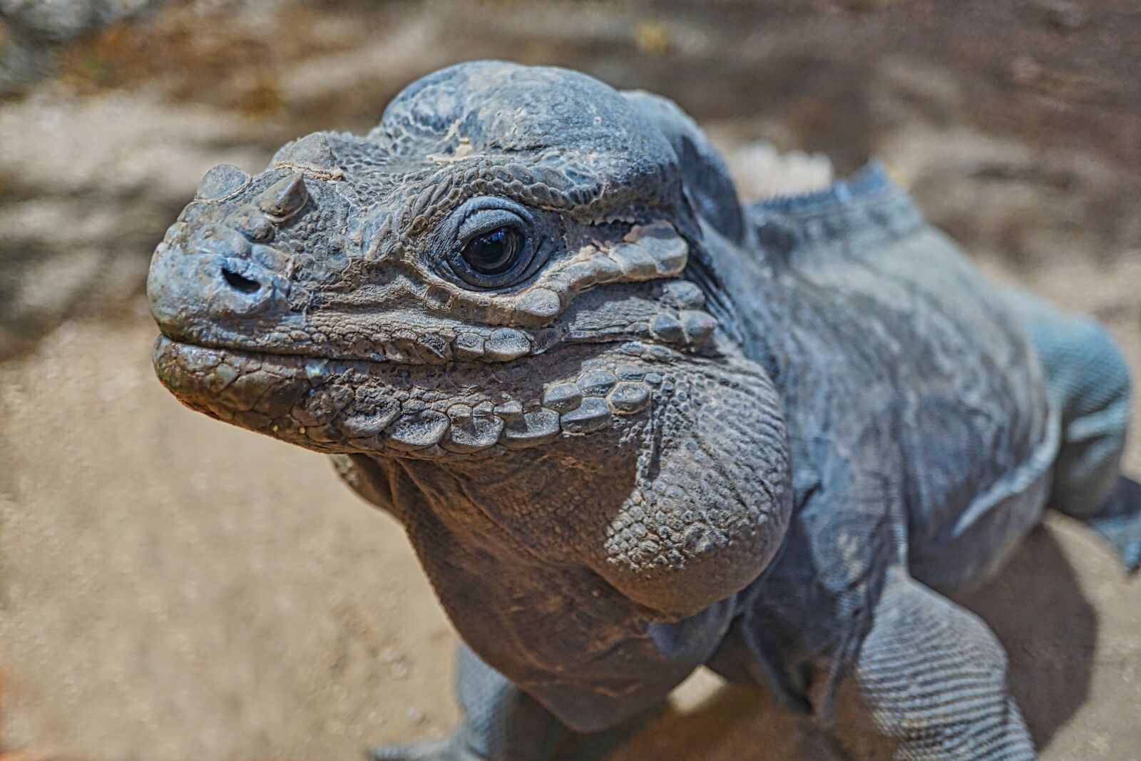 Sony a5100 + Sony E 30mm F3.5 Macro sample photo. Rhinoceros iguana, iguana, reptile photography
