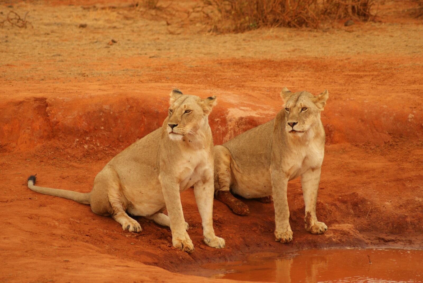 Sony Alpha DSLR-A200 sample photo. Lion, mammal, cat photography