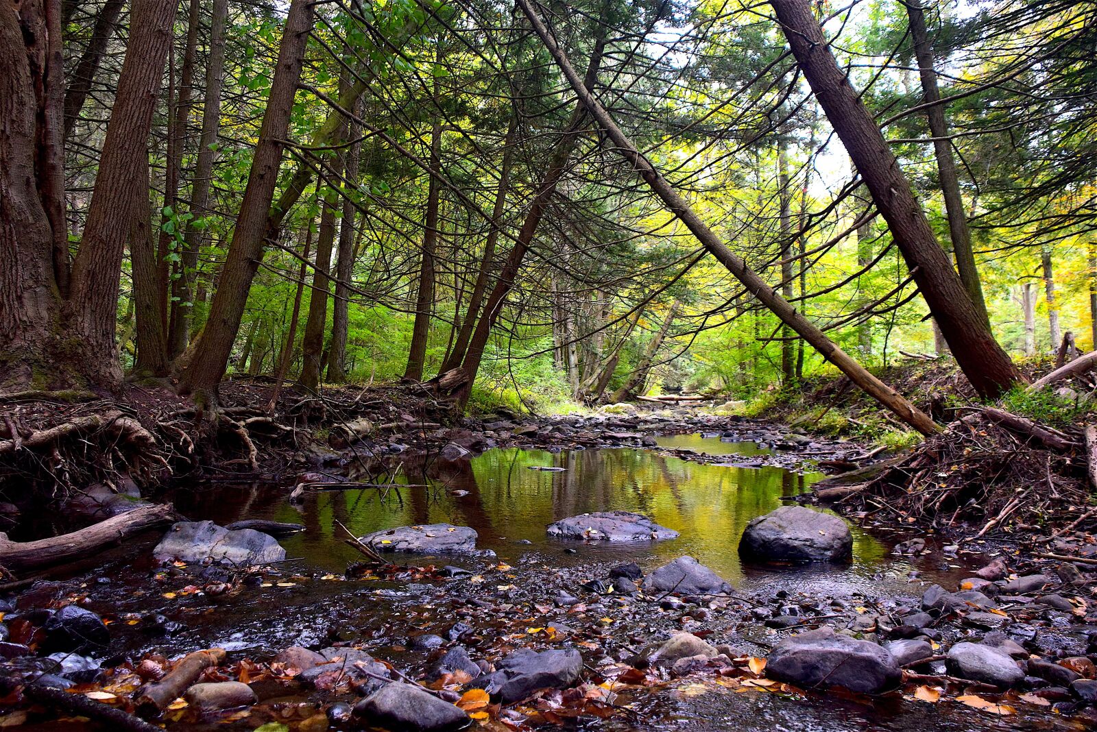Nikon D3300 sample photo. Stream, forest, nature photography