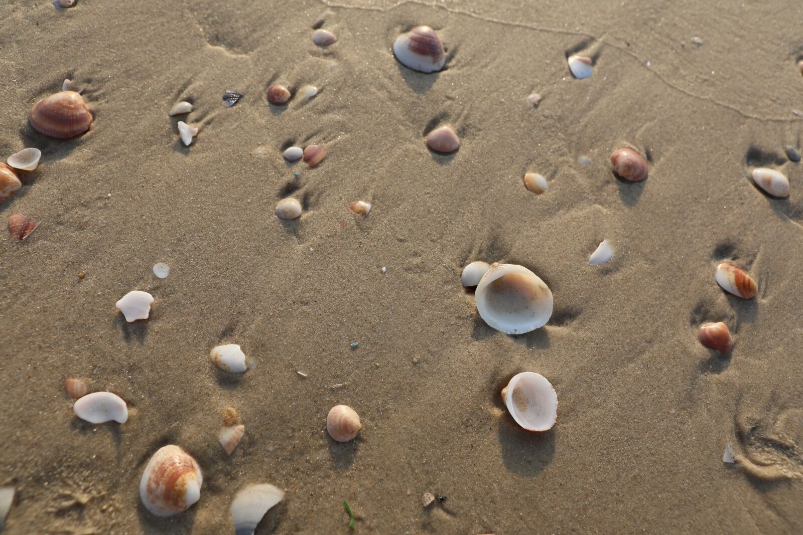 Canon EOS 5D Mark IV sample photo. Sea, beach, ocean photography