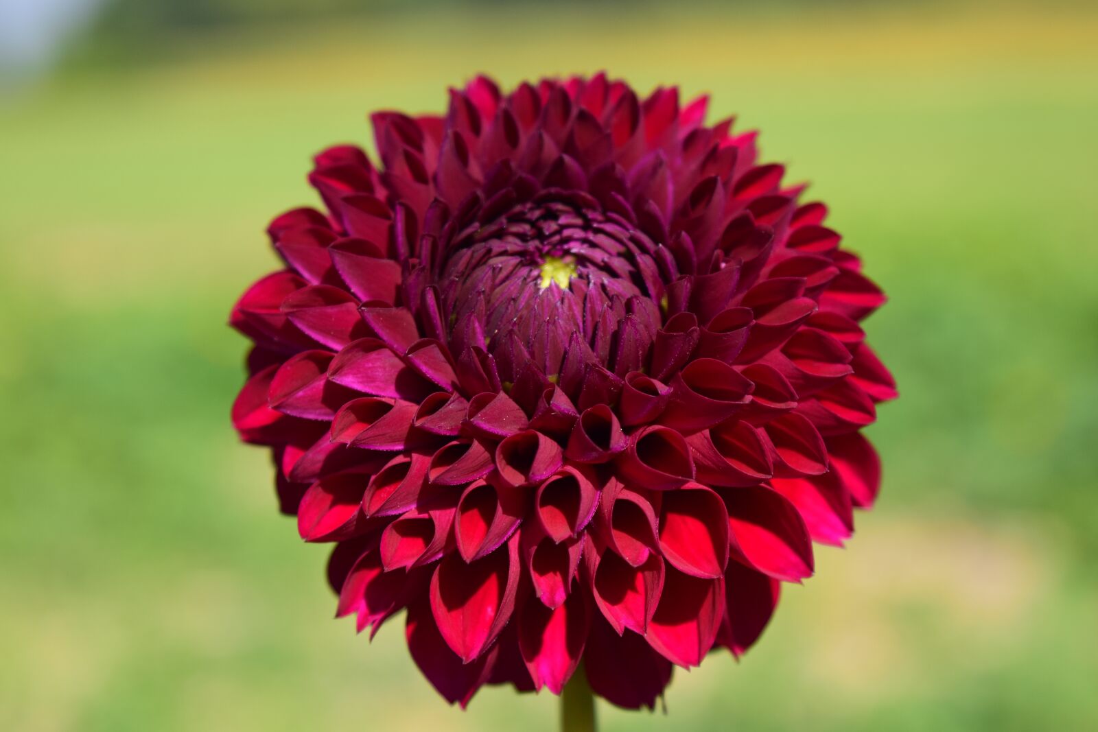 Nikon D3300 sample photo. Dahlia, blossom, bloom photography