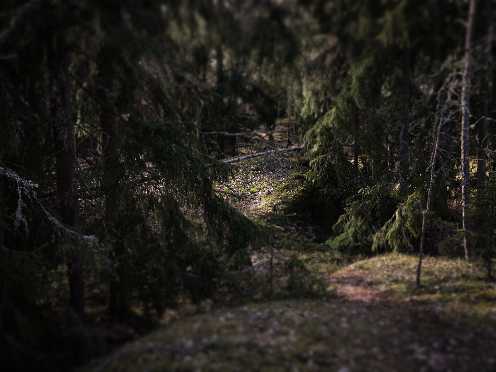 Canon PowerShot G7 X Mark II sample photo. Forest, finland, finnish forest photography