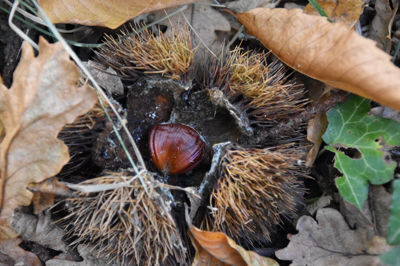 Nikon D5500 sample photo. Brown, chestnut, forest photography