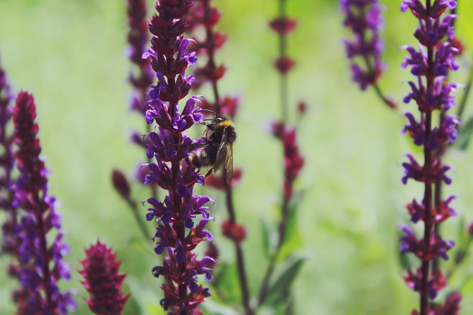 Canon EOS 1200D (EOS Rebel T5 / EOS Kiss X70 / EOS Hi) sample photo. Lavender, hummel, insect photography