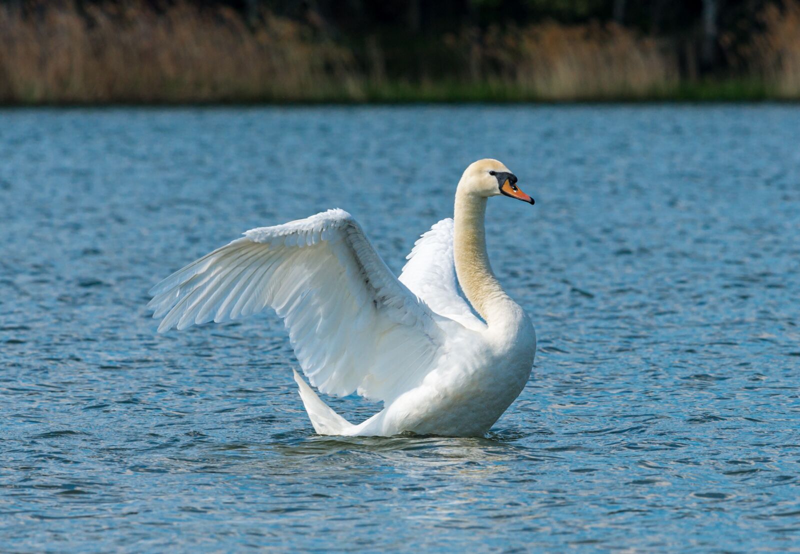 Nikon D800E sample photo. Swan, wings, water photography