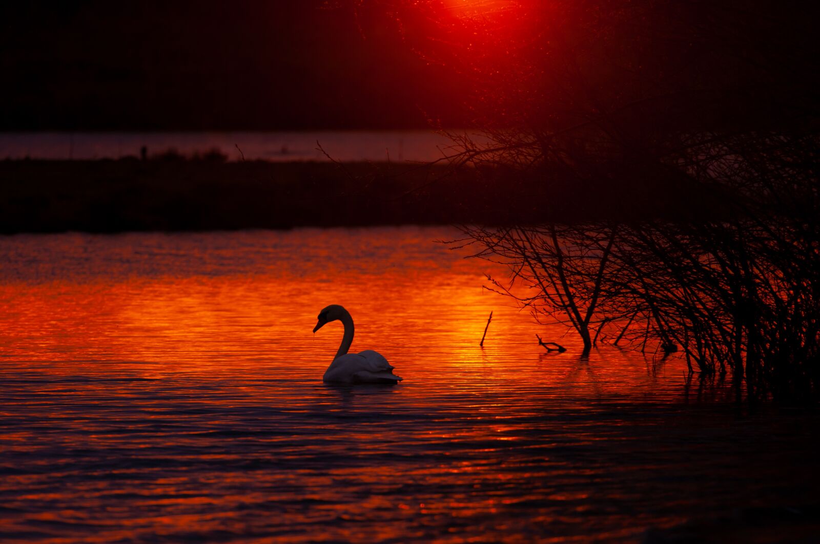 Canon EOS 5D Mark II sample photo. Sunrise, water, swan photography
