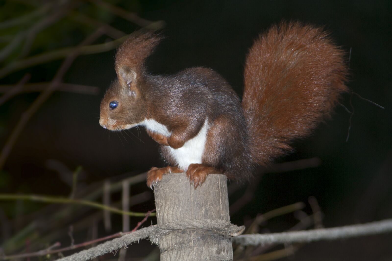 Canon EOS 350D (EOS Digital Rebel XT / EOS Kiss Digital N) sample photo. Squirrel, fauna, animals photography