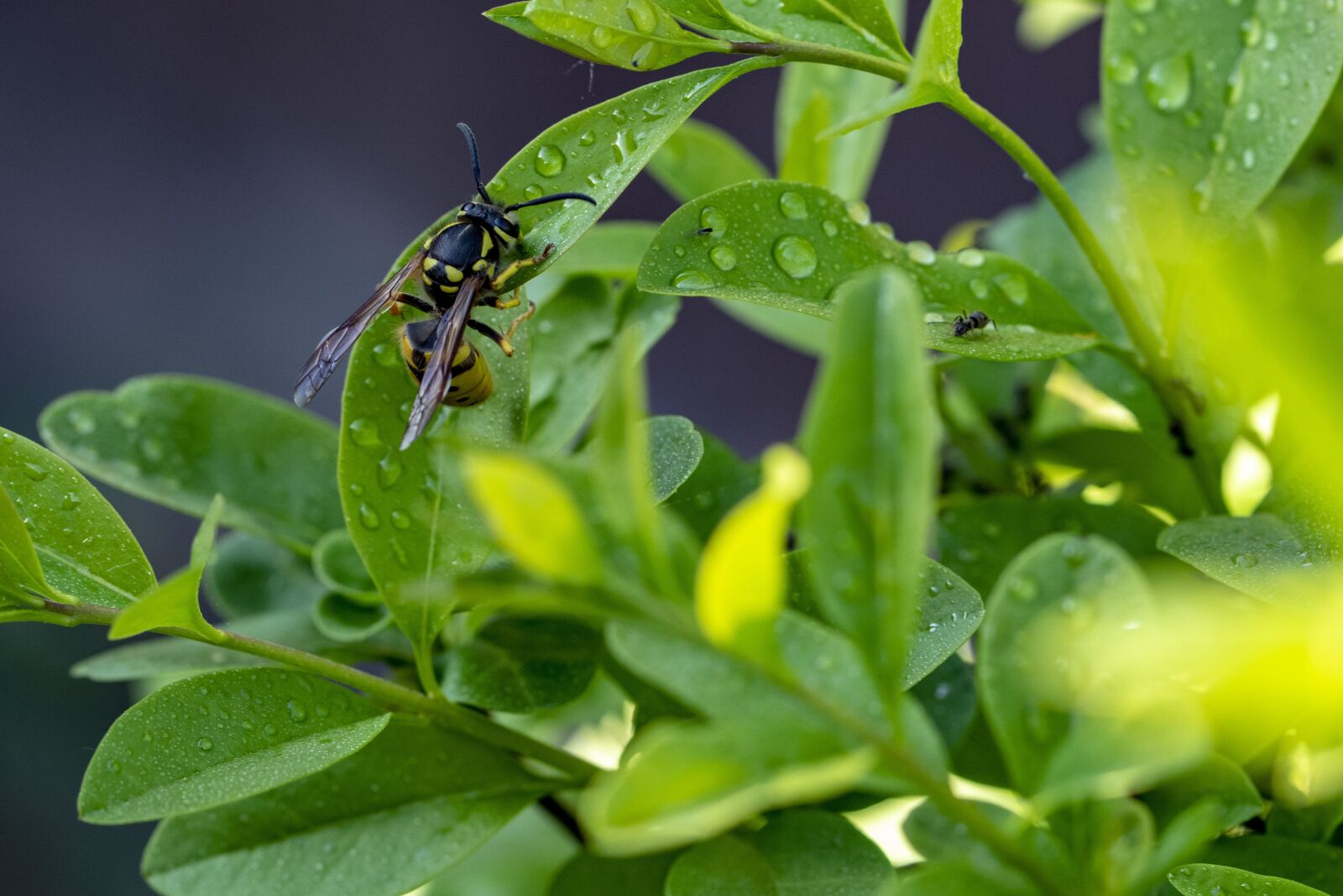 Tamron SP 90mm F2.8 Di VC USD 1:1 Macro sample photo. Foliage, bee, insect photography