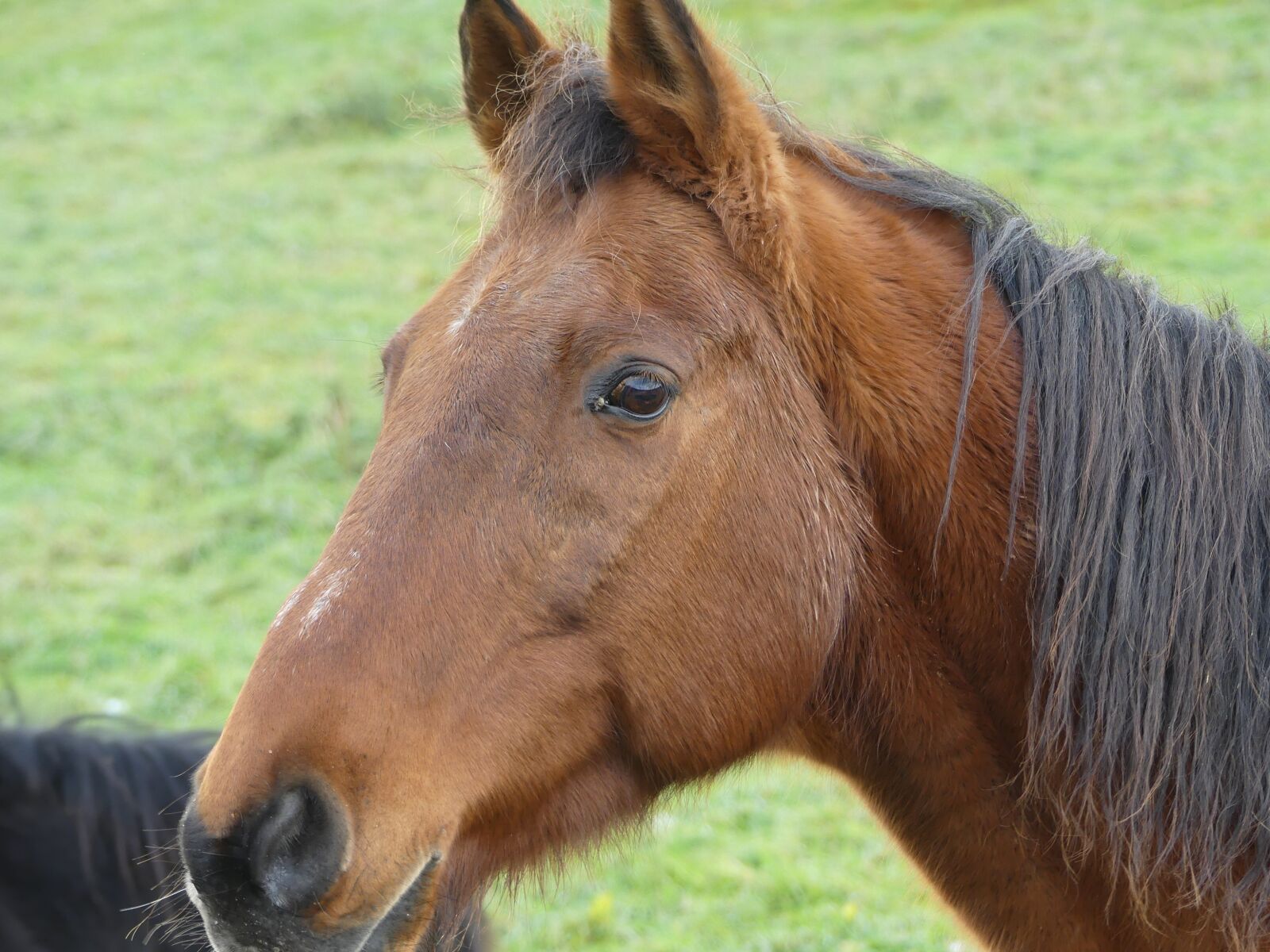 Panasonic Lumix DMC-FZ300 sample photo. Horse, stallion, mare photography
