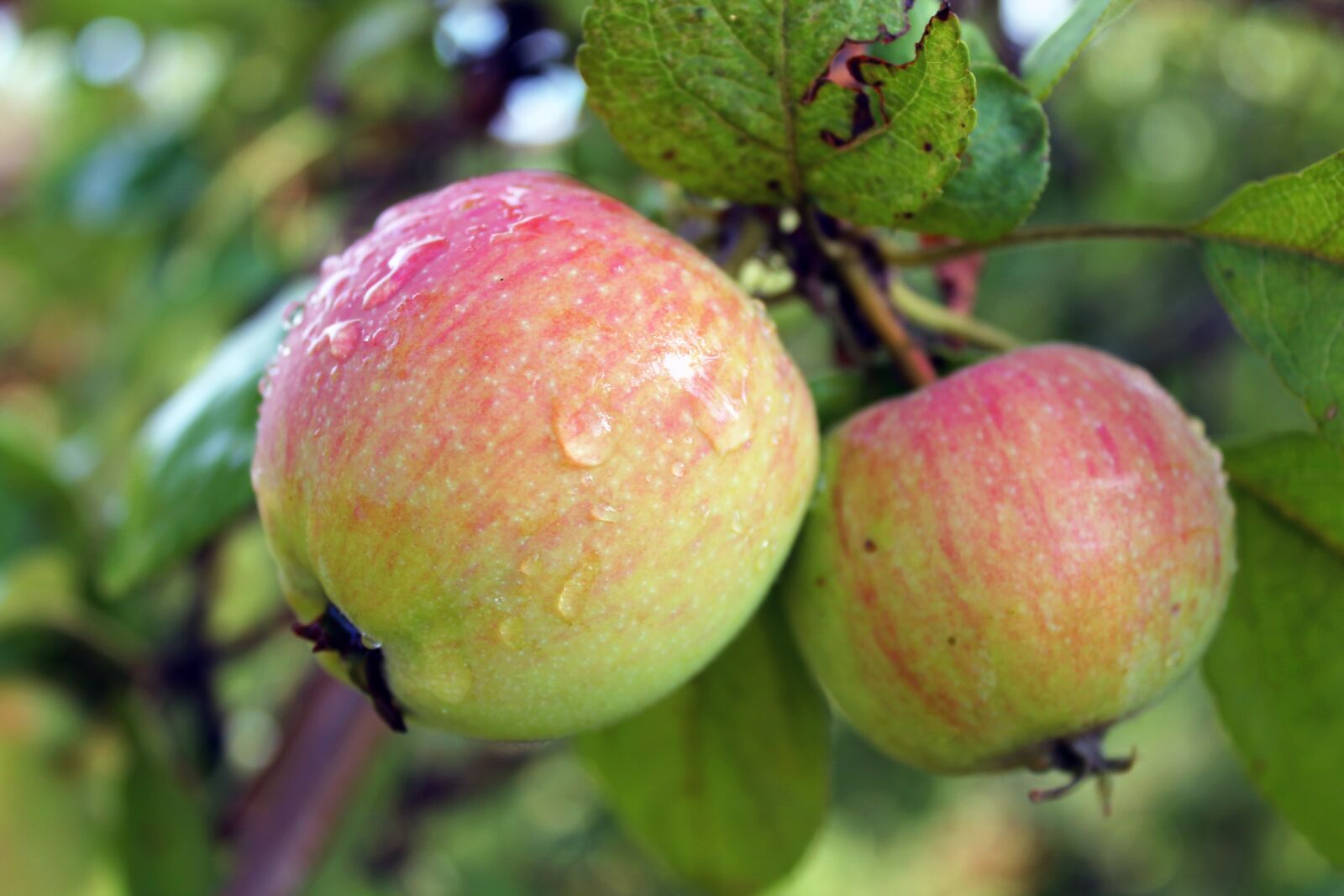 Canon EOS 1100D (EOS Rebel T3 / EOS Kiss X50) sample photo. Apple, apples, garden photography