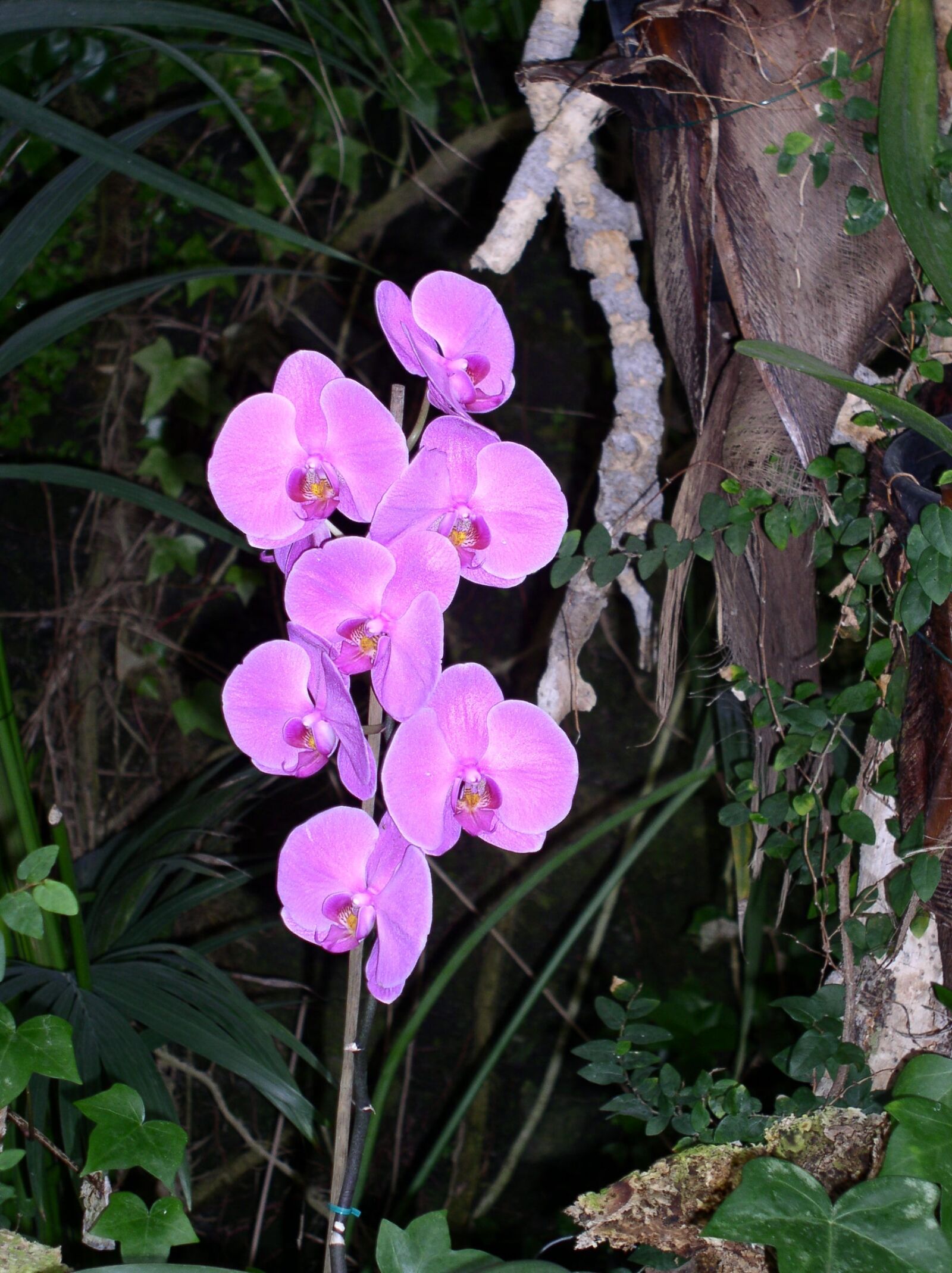 Olympus C4100Z,C4000Z sample photo. Flower, orchid, pink photography