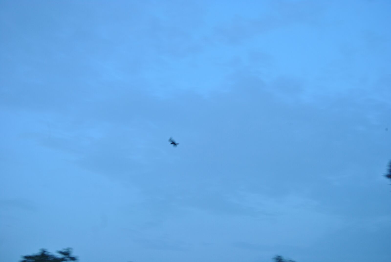 Nikon D3000 sample photo. Flying, nature, hummingbird photography