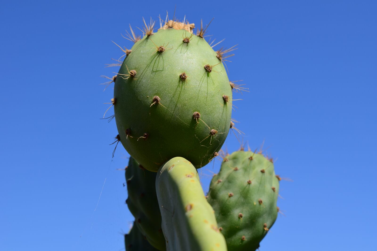 Nikon D3300 sample photo. Cactus, prickly pear, cactus photography