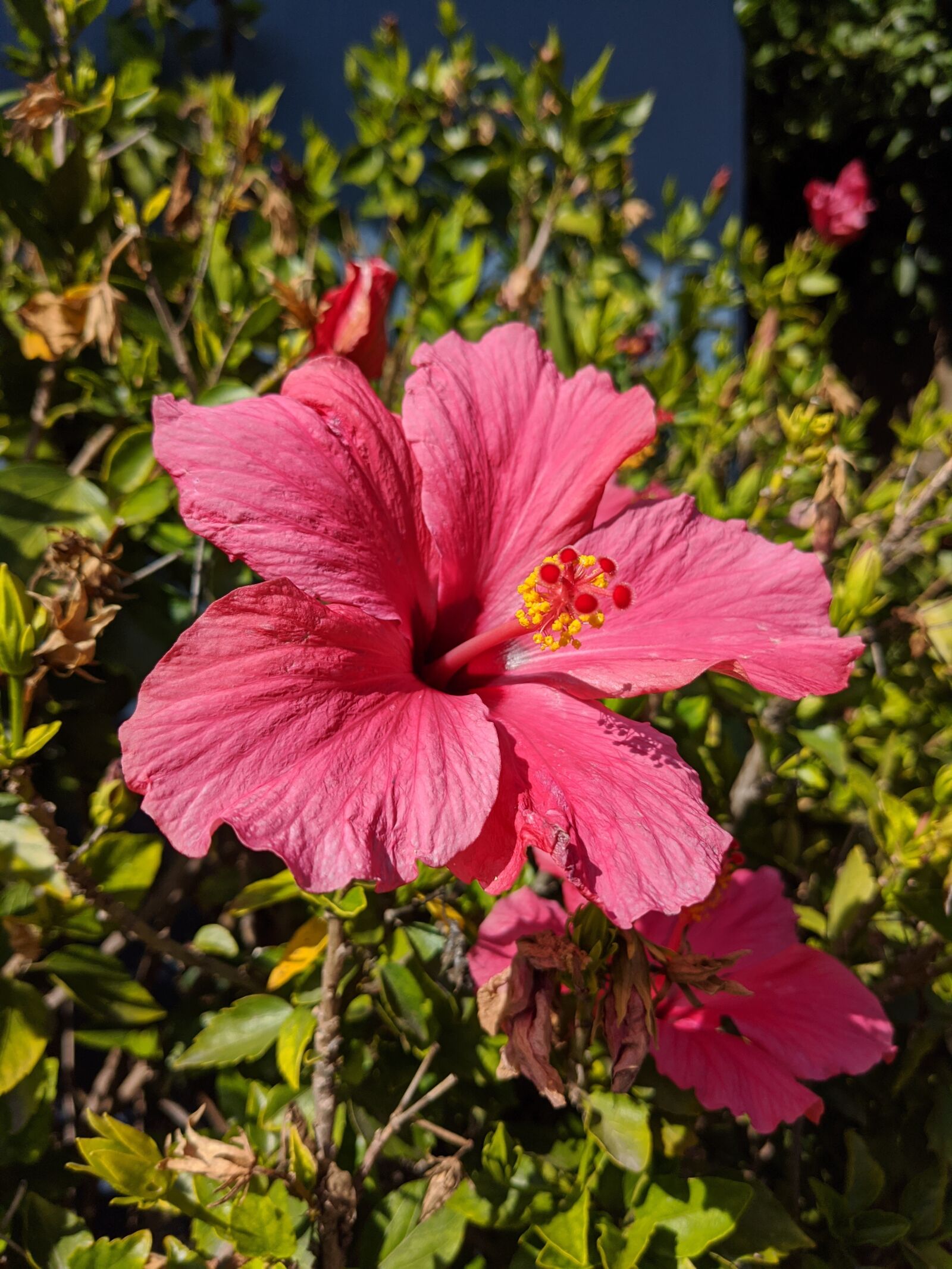 Google Pixel 4 XL sample photo. Hibiscus, pink, flower photography