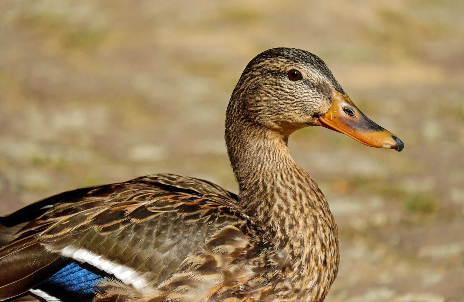 Fujifilm X-T10 + Fujifilm XC 50-230mm F4.5-6.7 OIS sample photo. Duck, bird, animal photography