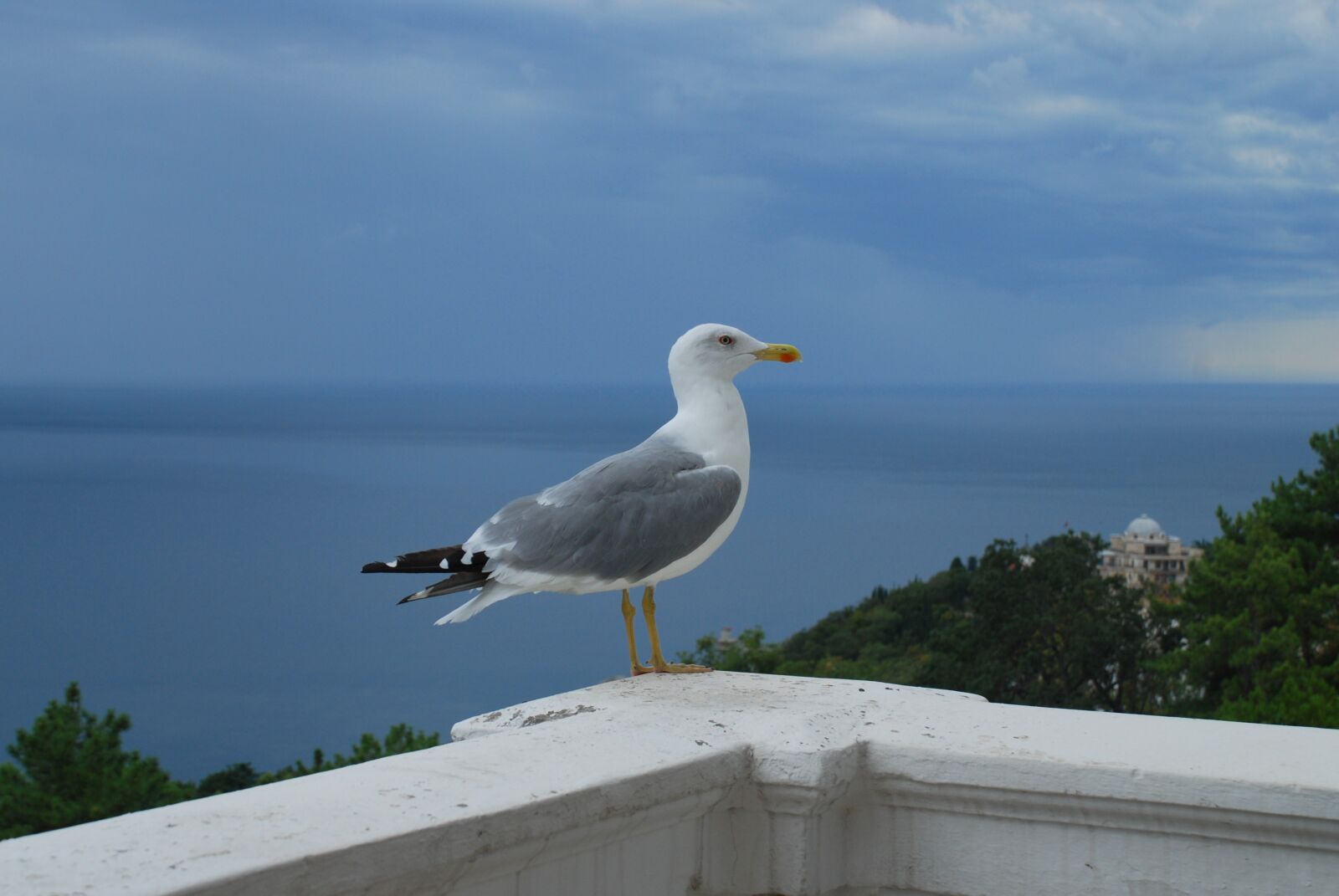 Nikon D80 sample photo. Seagull, bird, sea photography