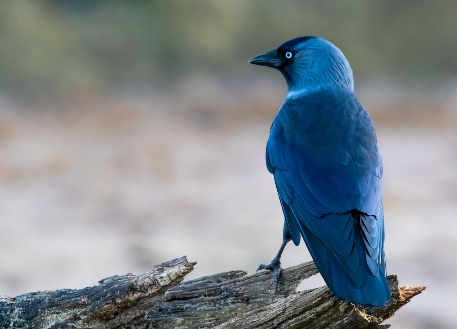 Canon EOS 7D Mark II sample photo. Jackdaw, black bird, corvid photography