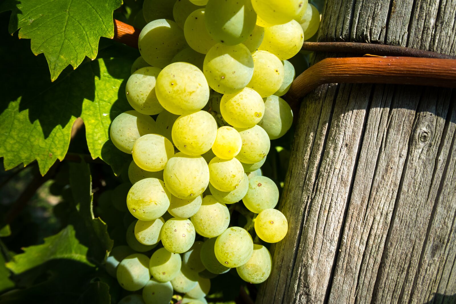 Canon PowerShot G3 X sample photo. Wine, vine, grape photography