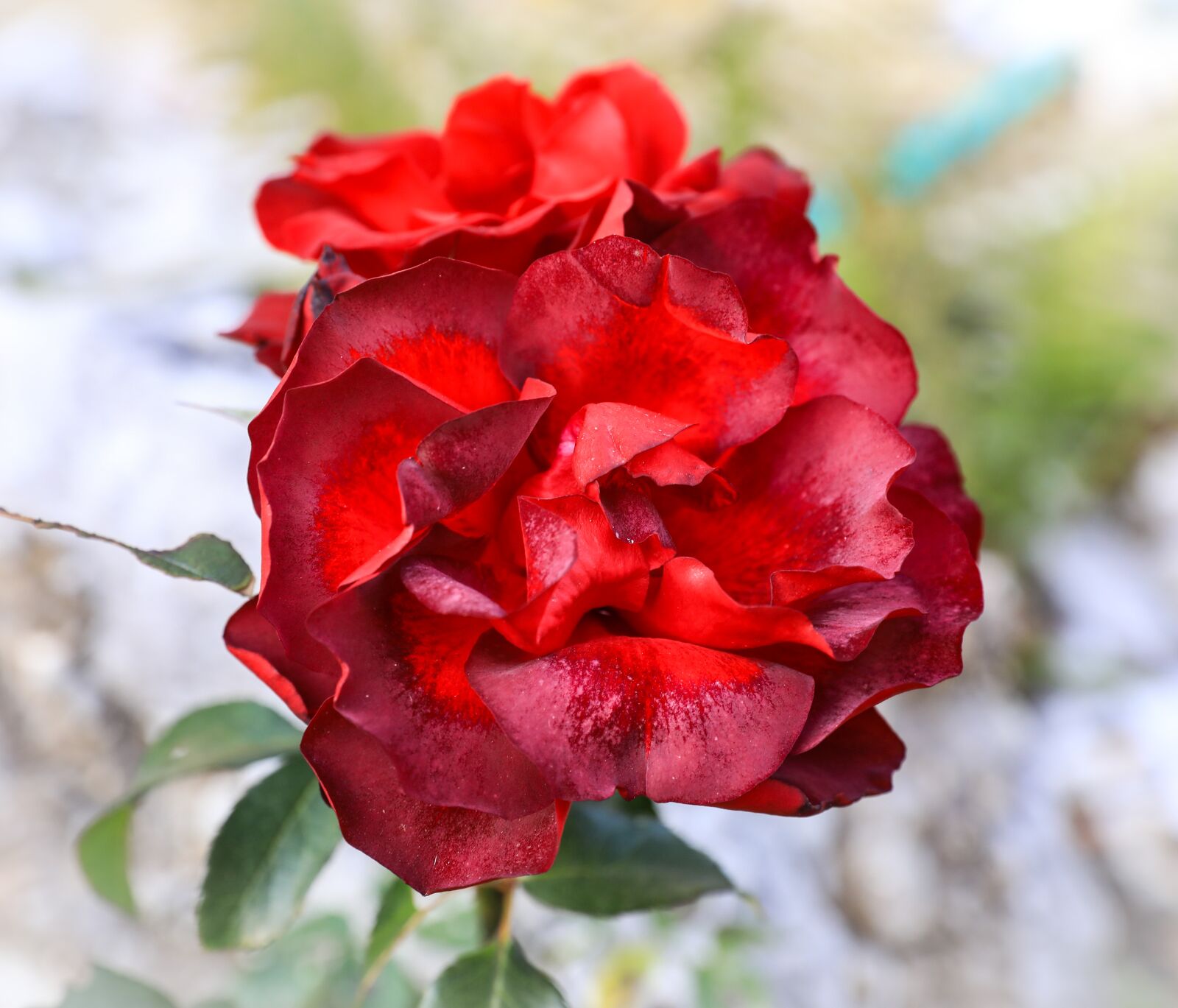 Canon EOS 5D Mark IV sample photo. Rose, petal, flower photography