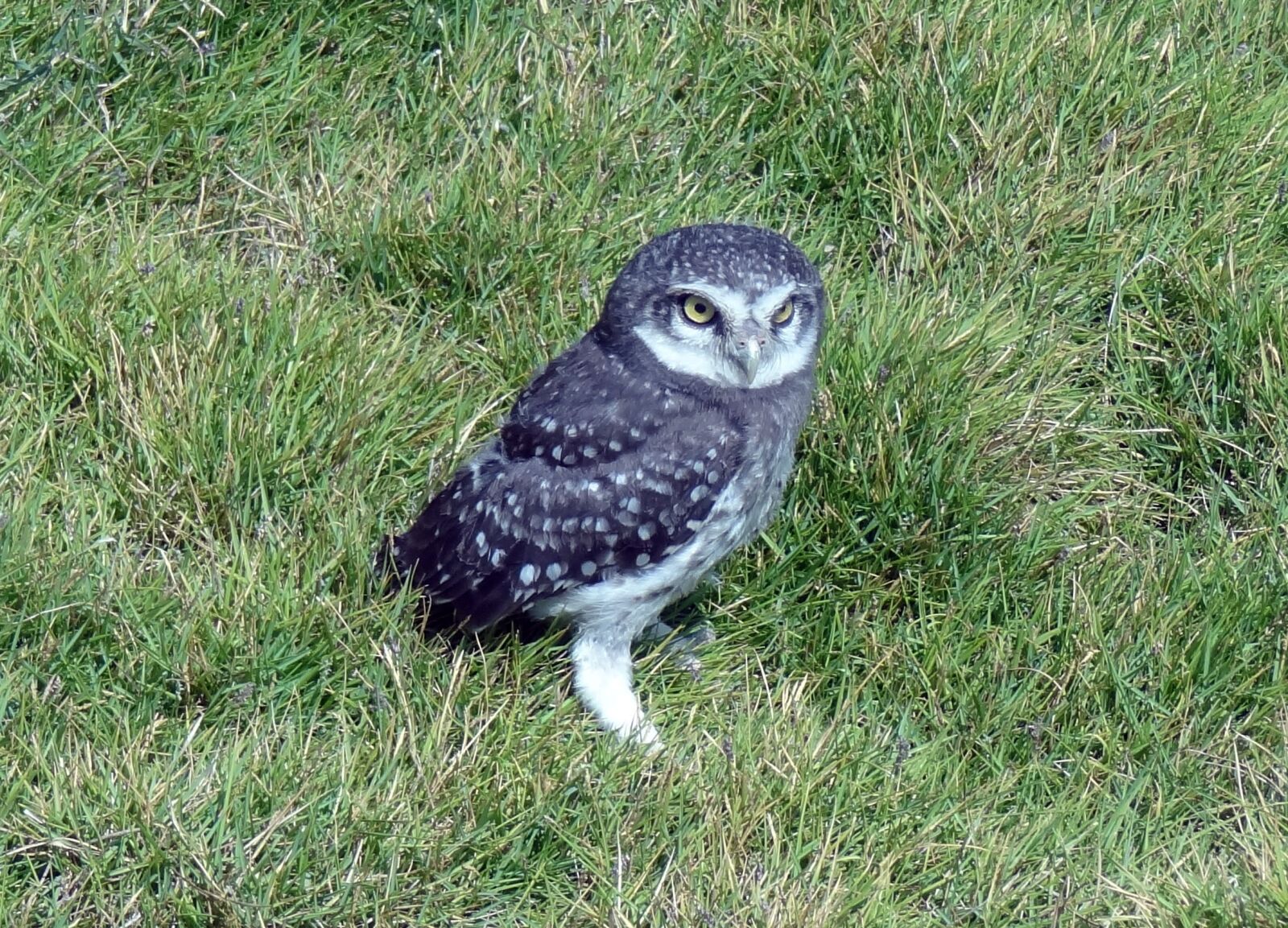 Sony Cyber-shot DSC-HX9V sample photo. Bird, owl, spotted owlet photography