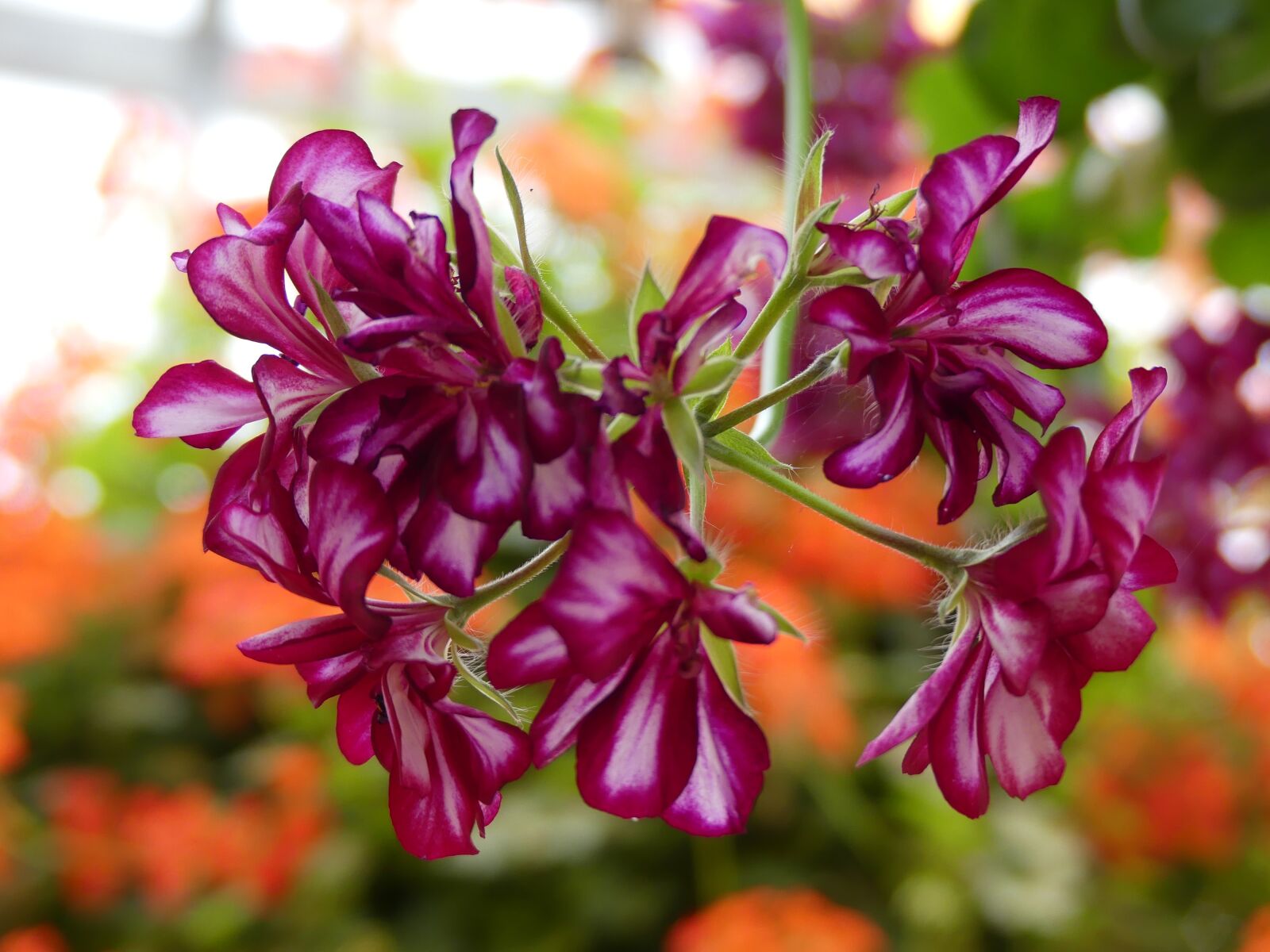 Panasonic Lumix DMC-FZ300 sample photo. Purple, orchids, bloom photography