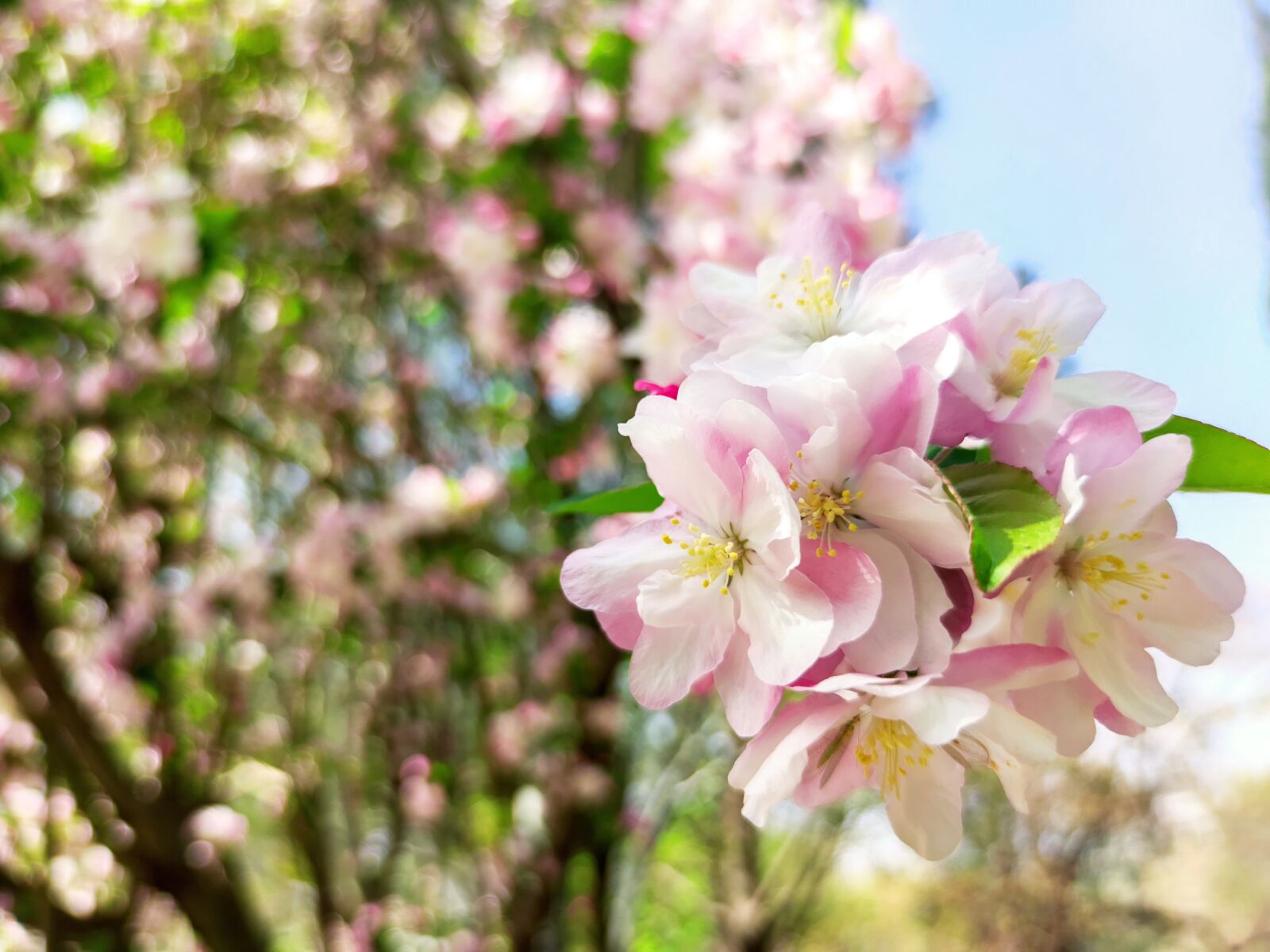 Xiaomi Mi 10 sample photo. Flower, peach blossom photography