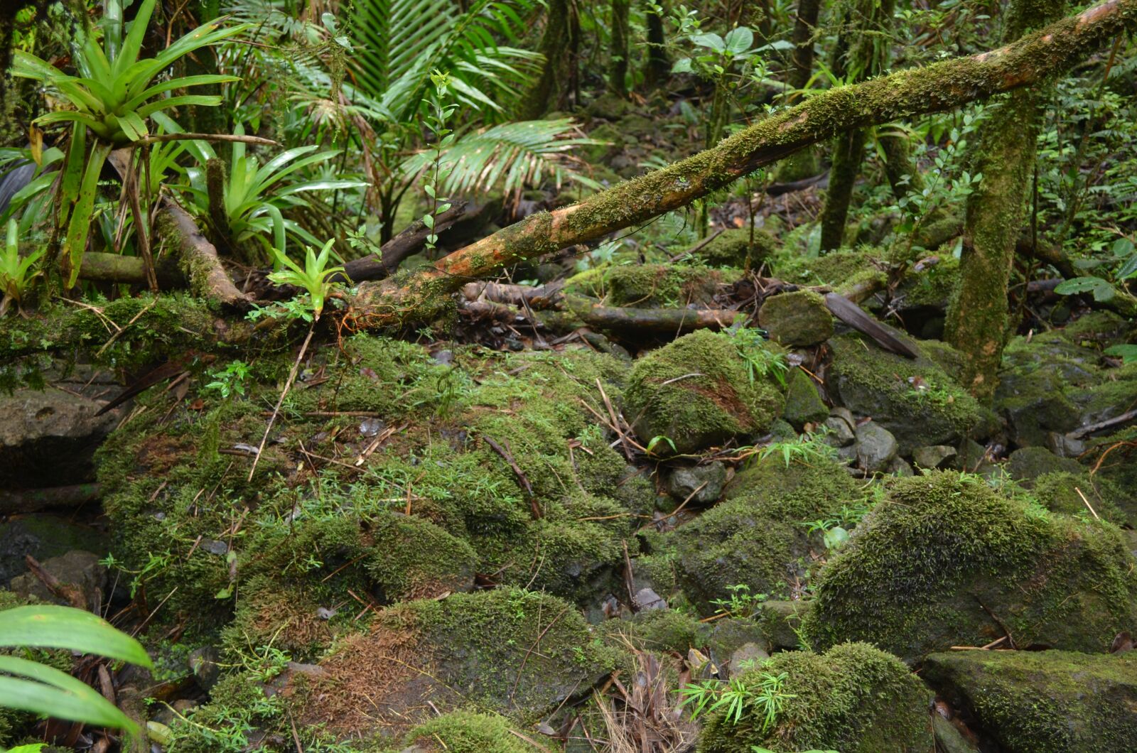 Nikon D5100 sample photo. Forest anvil, stone, forest photography