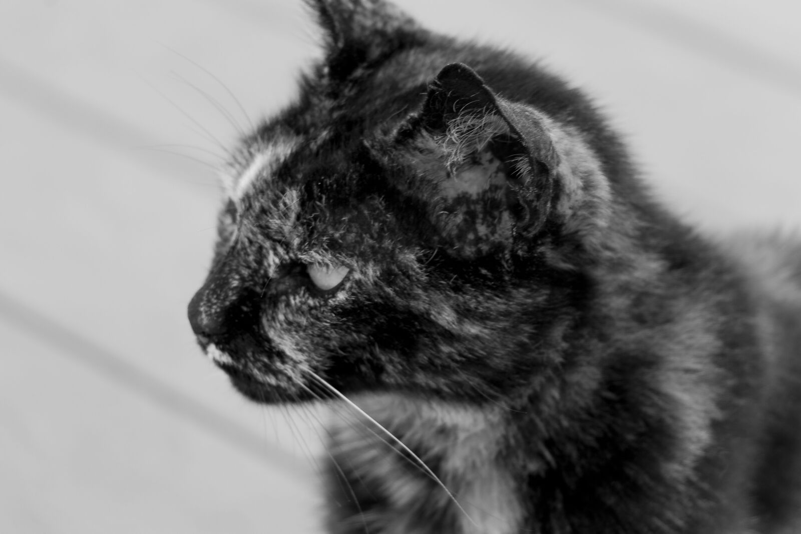 Canon EOS 80D sample photo. Cat, pet, kitten photography