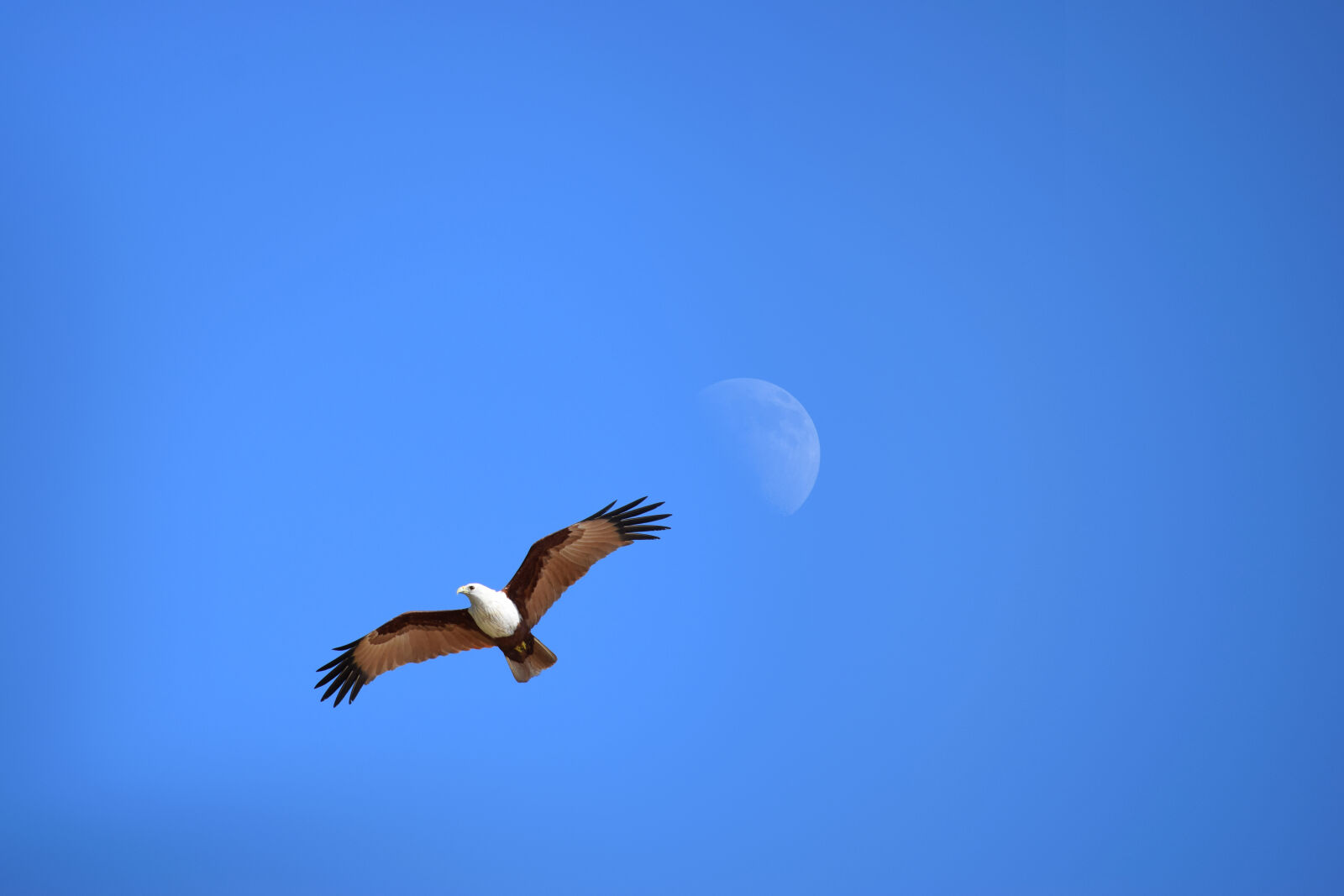Nikon D5300 sample photo. Blue, sky, eagle, india photography