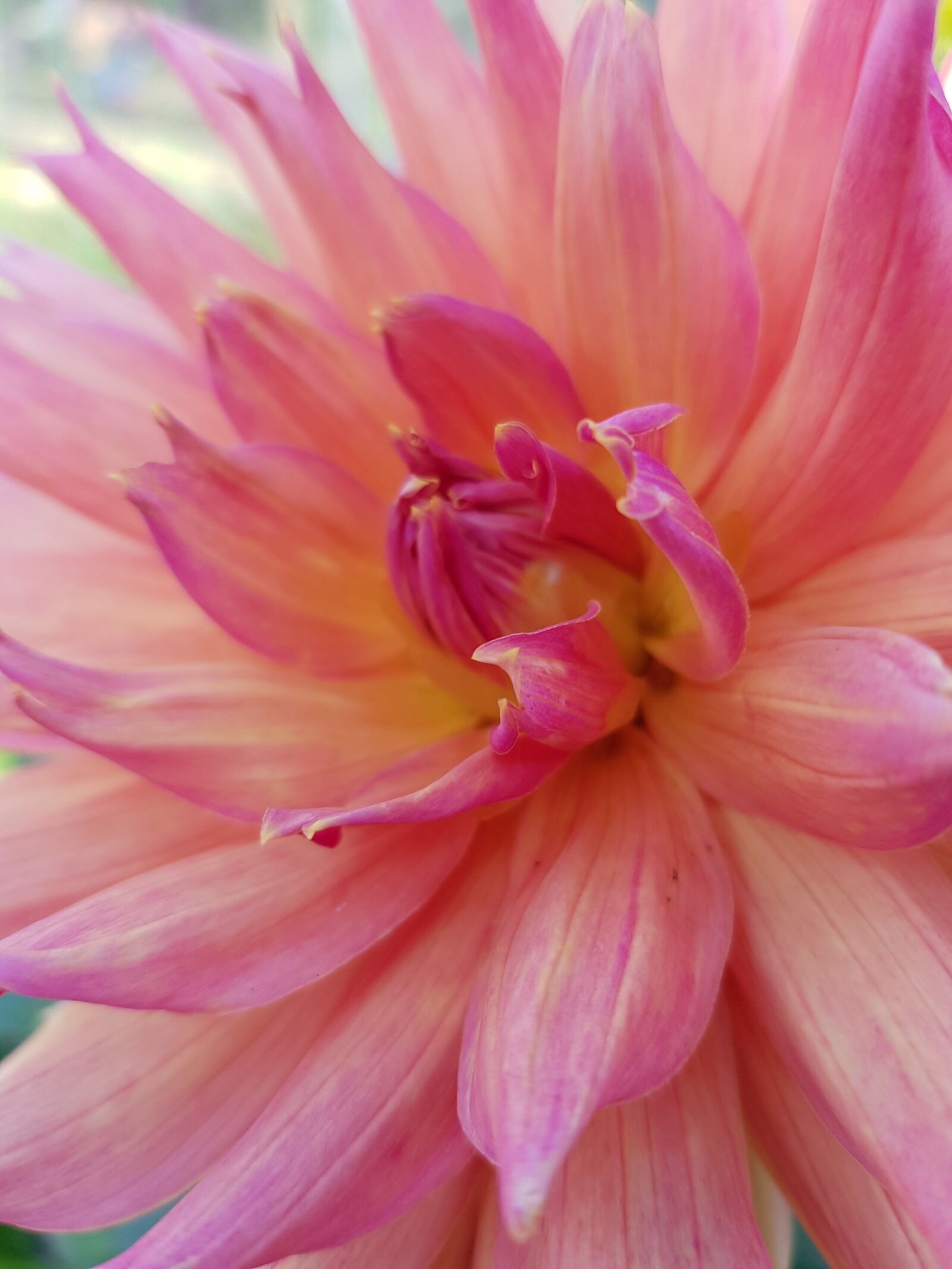 Samsung Galaxy S8 sample photo. Dahlia, pink, flowers photography
