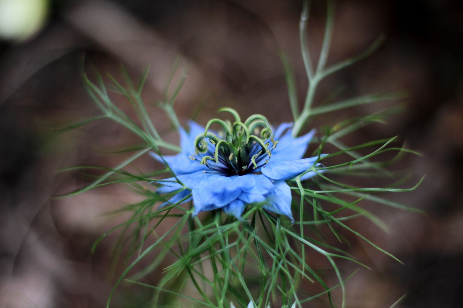 Canon EOS 600D (Rebel EOS T3i / EOS Kiss X5) + Canon EF 50mm F1.8 STM sample photo. Nigella damascena, juffertje in photography