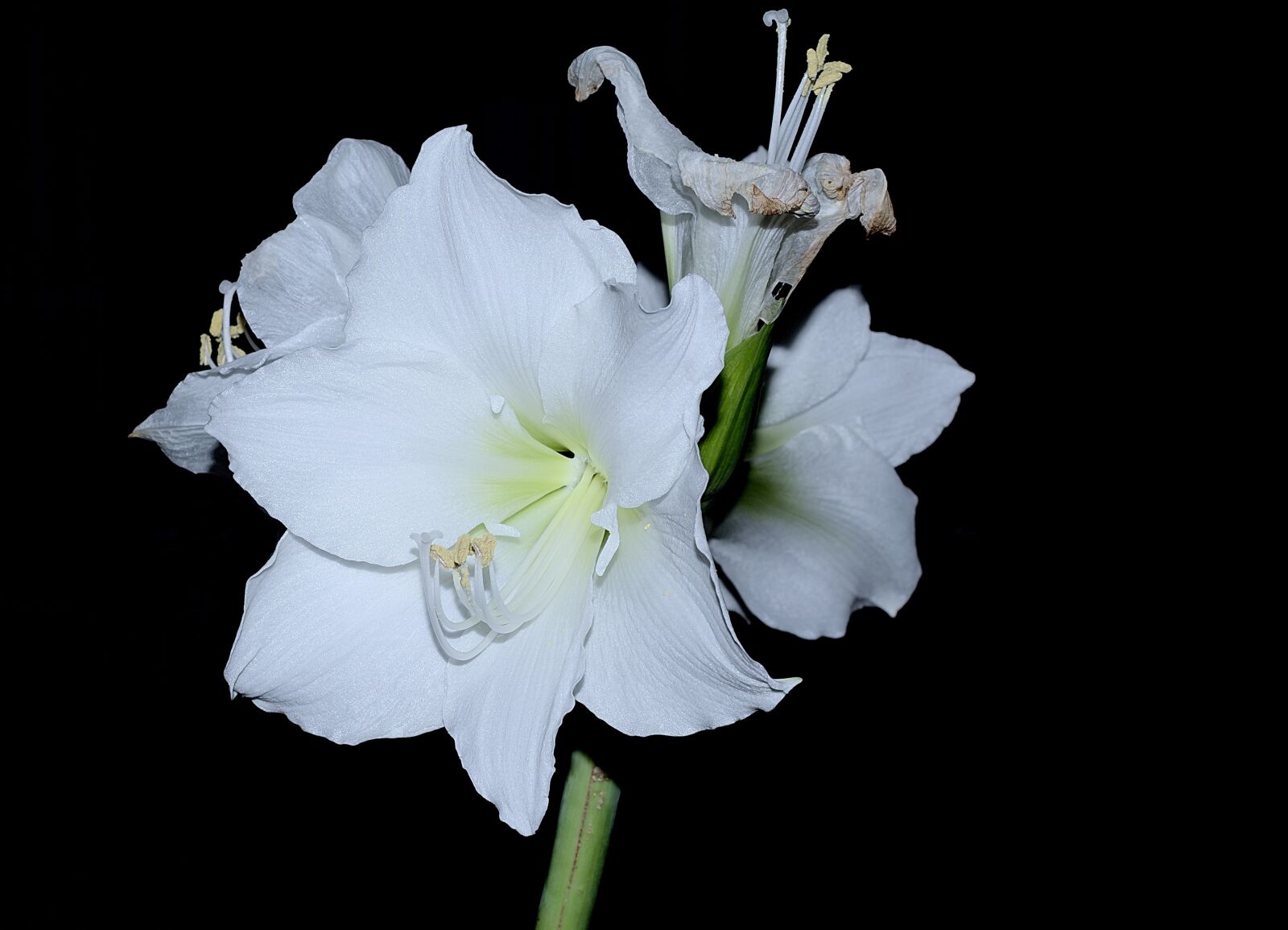 Nikon D3300 sample photo. Amaryllis, white, blossom photography