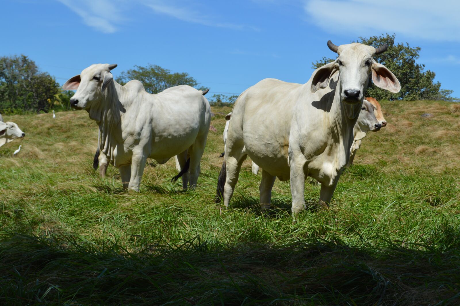 Nikon D3200 sample photo. Animal husbandry, cow, livestock photography