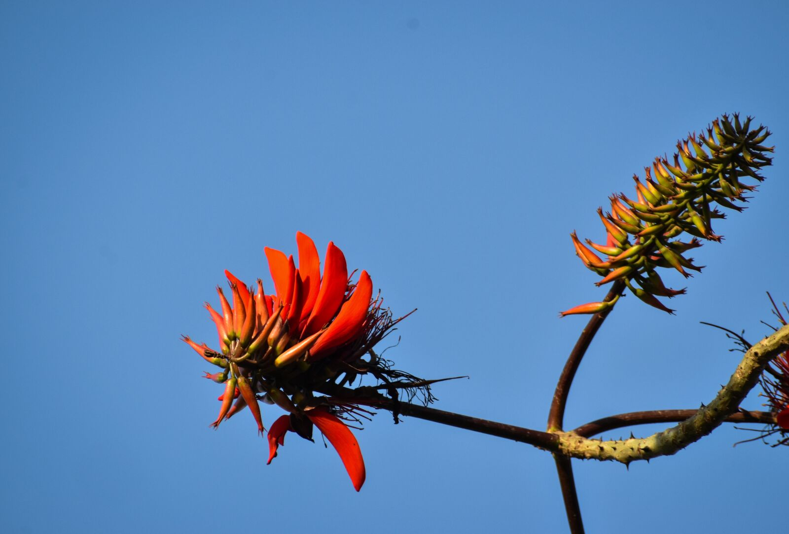 Nikon D3500 sample photo. Flower, spring, nature photography