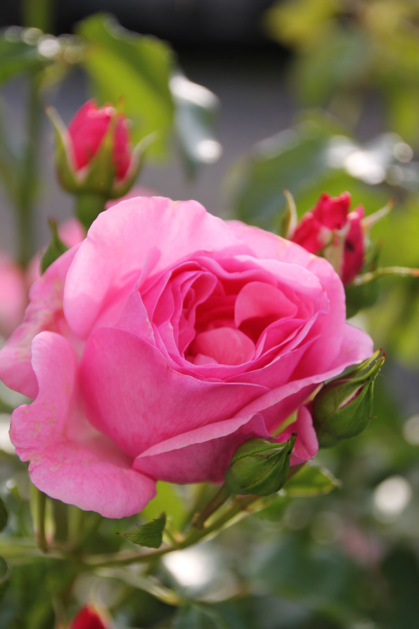 Canon EOS 550D (EOS Rebel T2i / EOS Kiss X4) sample photo. Rose, flower, blossom photography