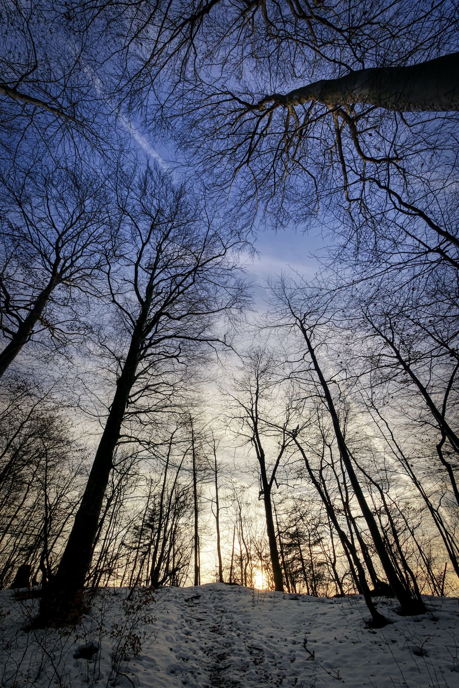 Panasonic Lumix DMC-GX8 sample photo. Winter, tree, forest photography