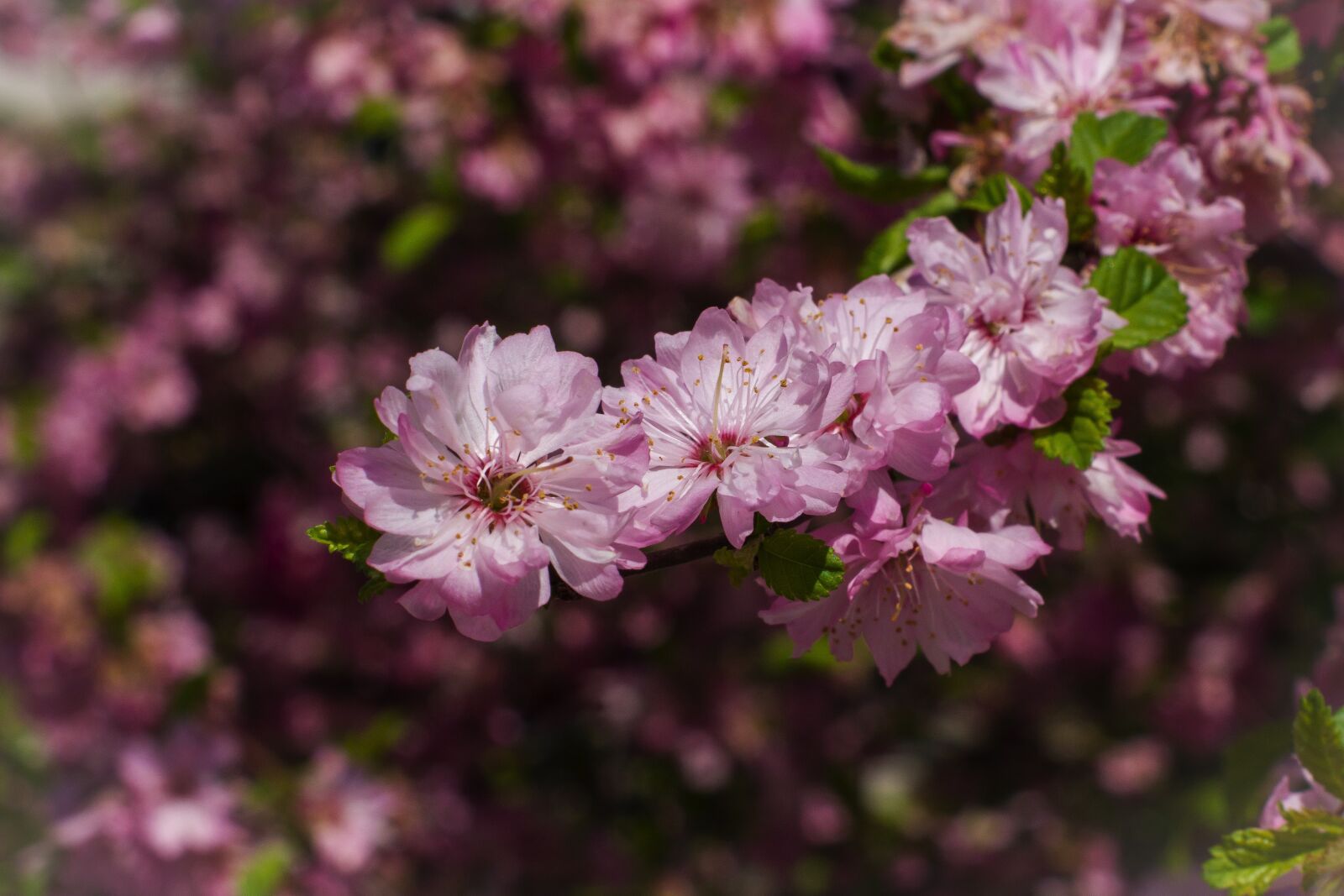 Sony Alpha DSLR-A550 sample photo. Almond, pink, flowers photography